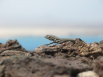 28012 Lizard walking on volcanic rocks.jpg